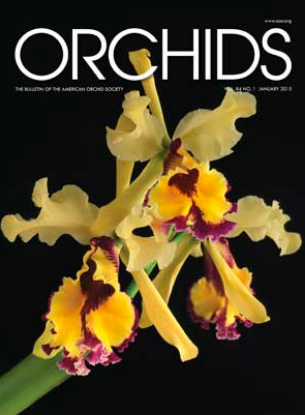 Picture of 2015/01 January ORCHIDS Magazine