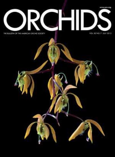 Picture of 2013/07 July ORCHIDS Magazine