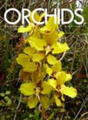 Picture of 2013/08 August ORCHIDS Magazine