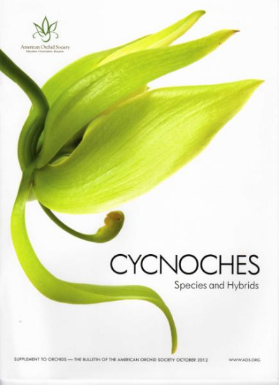 Picture of 2012/10 Cycnoches Species and Hybrids
