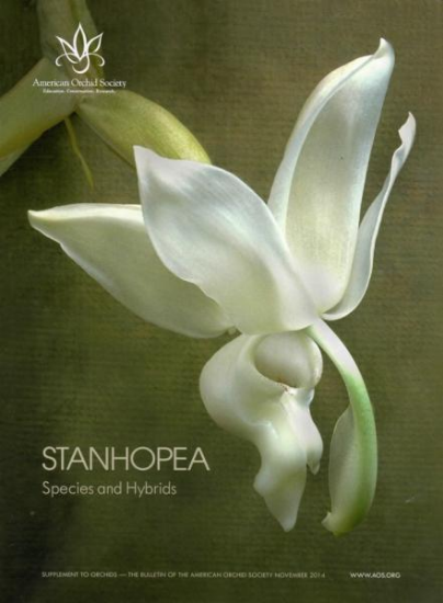 Picture of 2014/11 Stanhopea Species and Hybrids