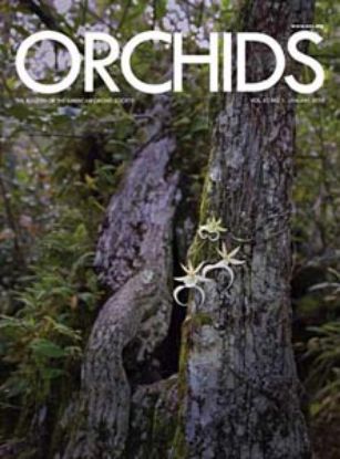 Picture of 2013/01 January ORCHIDS Magazine