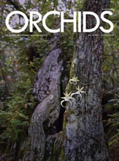 Picture of 2013/01 January ORCHIDS Magazine