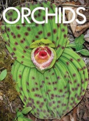 Picture of 2013/03 March ORCHIDS Magazine