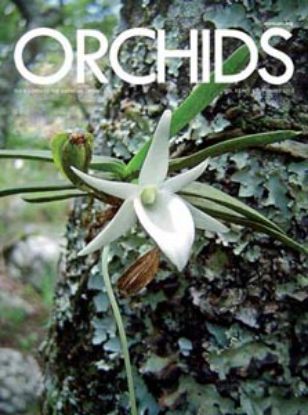 Picture of 2013/09 September ORCHIDS Magazine