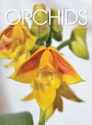 Picture of 2015/11 November ORCHIDS Magazine
