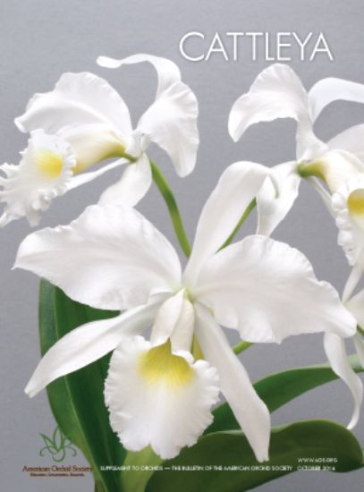 Picture of 2016/10 Cattleyas Supplement