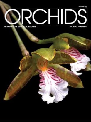 Picture of 2016/11 November ORCHIDS Magazine