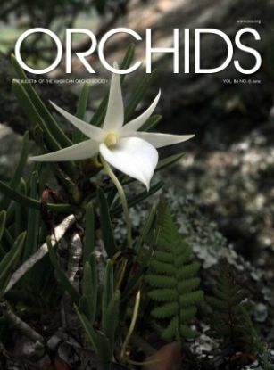 Picture of 2017/06 June ORCHIDS Magazine