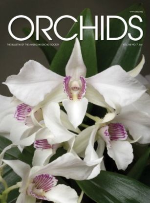 Picture of 2017/07 July ORCHIDS Magazine