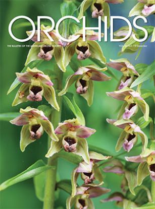 Picture of 2017/12 December ORCHIDS Magazine