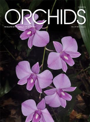 Picture of 2018/01 January ORCHIDS Magazine