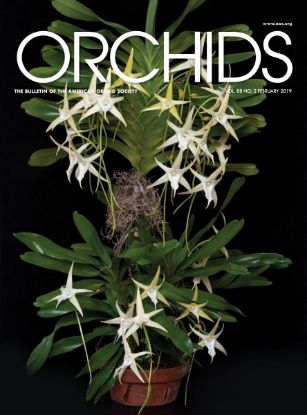 Picture of 2019/02 February ORCHIDS Magazine