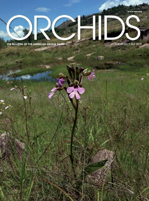 Picture of 2019/07 July ORCHIDS Magazine