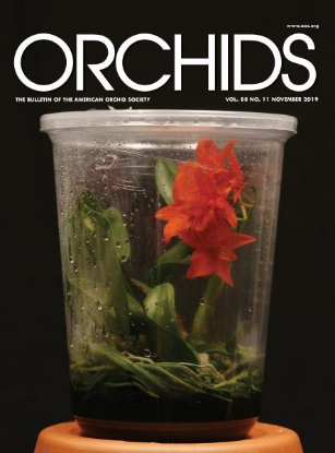 Picture of 2019/11 November ORCHIDS Magazine