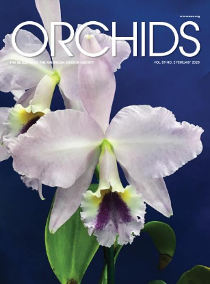 Picture of 2020/02 February ORCHIDS Magazine