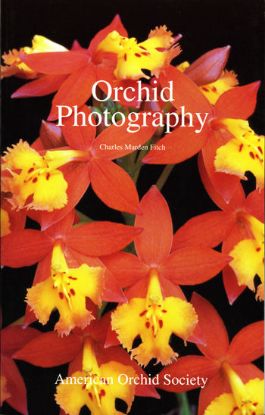 Picture of Orchid Photography - New Member Special