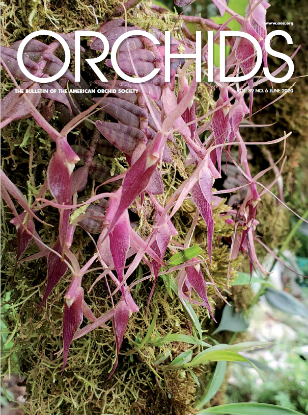 Picture of 2020/06 June ORCHIDS Magazine