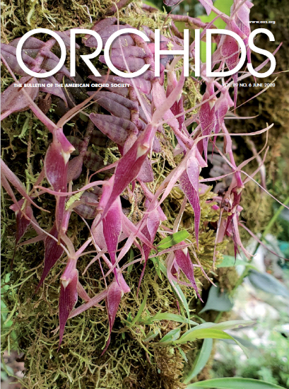 Picture of 2020/06 June ORCHIDS Magazine