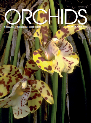 Picture of 2020/07 July ORCHIDS Magazine