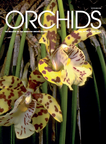 Picture of 2020/07 July ORCHIDS Magazine