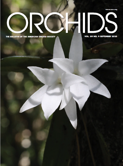 Picture of 2020/09 September ORCHIDS Magazine