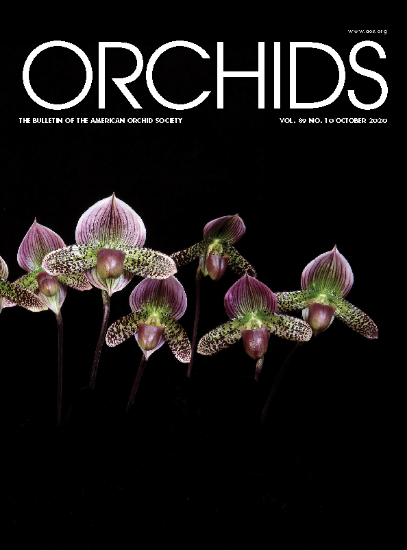 Picture of 2020/10 October ORCHIDS Magazine