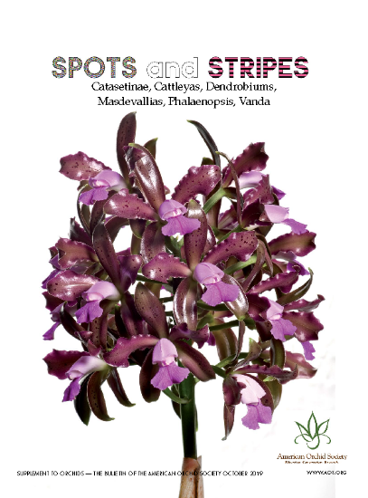 Picture of 2020/10 Spots and Stripes Supplement