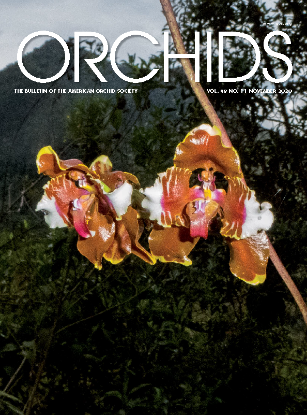 Picture of 2020/11 November ORCHIDS Magazine