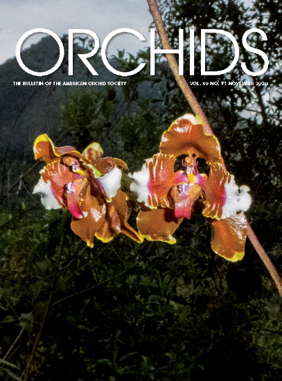 Picture of 2020/11 November ORCHIDS Magazine