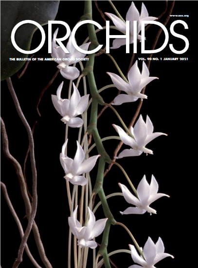 Picture of 2021/01 January ORCHIDS Magazine
