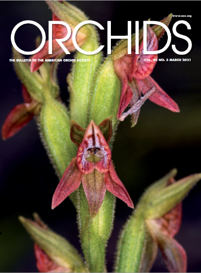 Picture of 2021/03 March ORCHIDS Magazine