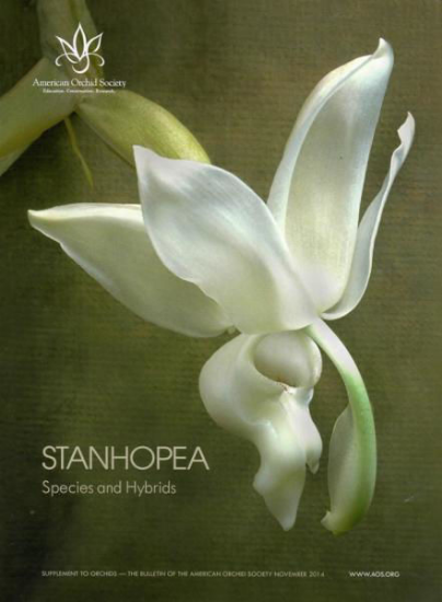 Picture of 2014/11 Stanhopea Species and Hybrids NO SHIP
