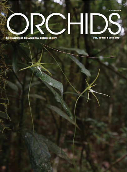 Picture of 2021/06 June ORCHIDS Magazine