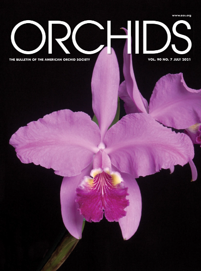 Picture of 2021/07 July ORCHIDS Magazine