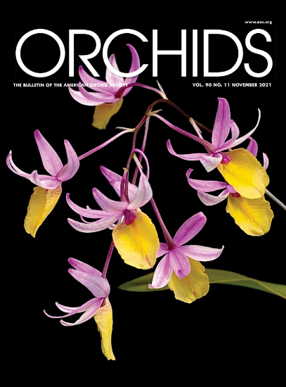 Picture of 2021/11 November ORCHIDS Magazine