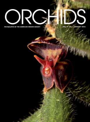 Picture of 2022/01 January ORCHIDS Magazine