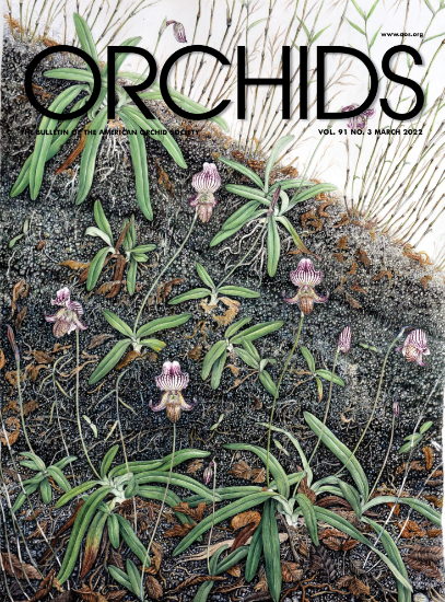 Picture of 2022/03 March ORCHIDS Magazine