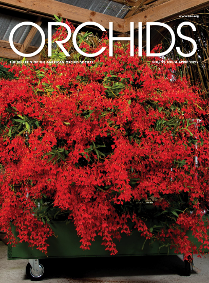 Picture of 2022/04 April ORCHIDS Magazine