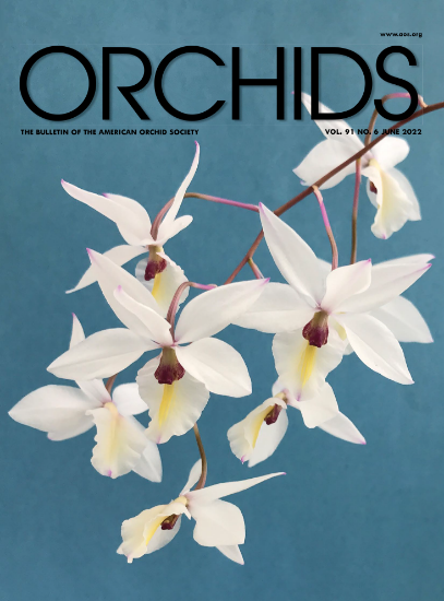 Picture of 2022/06 June ORCHIDS Magazine