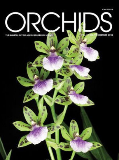 Picture of 2022/12 December ORCHIDS Magazine