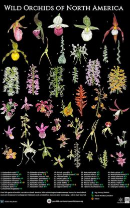 Picture of Wild Orchids of North America Poster
