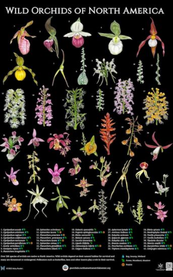 Picture of Wild Orchids of North America Poster