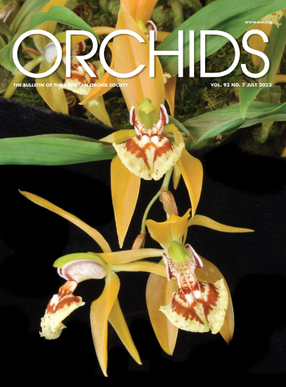Picture of 2023/07 July ORCHIDS Magazine