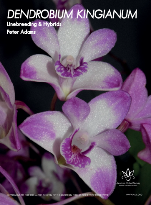 Picture of 2023/10 Dendrobium kingianum