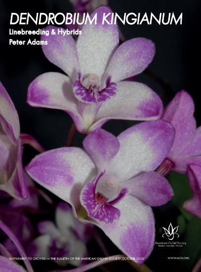 Picture of 2023/10 Dendrobium kingianum