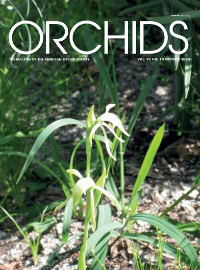 Picture of 2023/10 October ORCHIDS Magazine