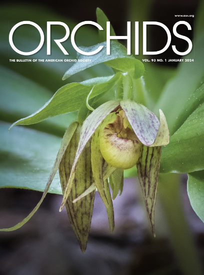 Picture of 2024/01 January ORCHIDS Magazine