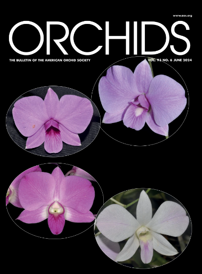 Picture of 2024/06 June ORCHIDS Magazine