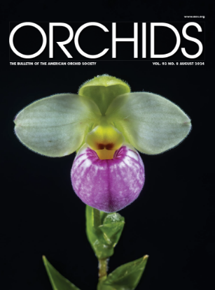 Picture of 2024/08 August ORCHIDS Magazine